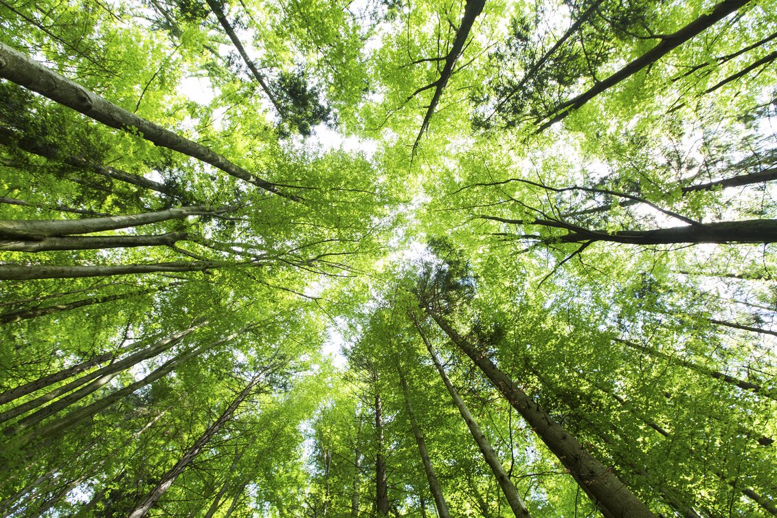 © STG | Harry Schiffer