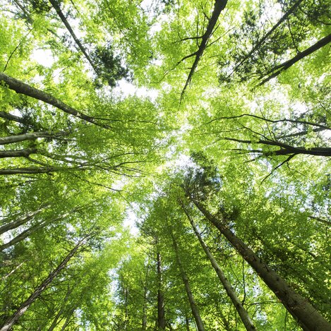 © STG | Harry Schiffer