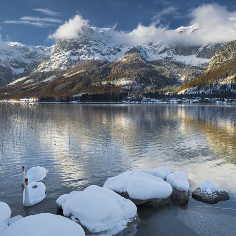 Grundlsee mit Schwänen, Ausseerland | © STG | Rainer Mirau