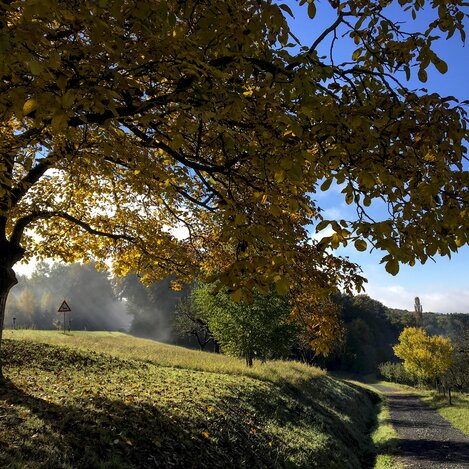 Nußbaum im morgendlichen Herbstnebel | © STG | Eva Pommer