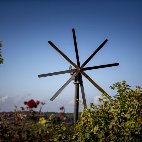 Weingarten mit Klapotetz und Rosen in Klöch, Südoststeiermark | © STG | Tom Lamm