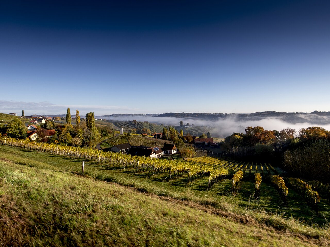 Vineyard in the morning sun close to Klöch, Südoststeiermark | © Steiermark Tourismus | Tom Lamm