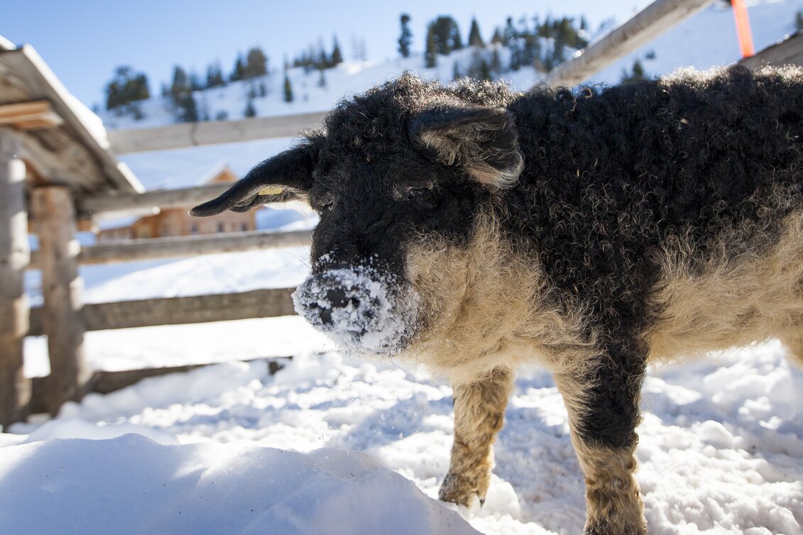 Glücksschwein | © STG | Tom Lamm