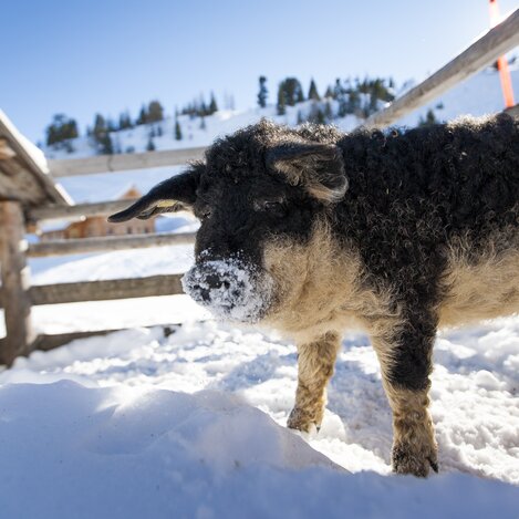Glücksschwein | © STG | Tom Lamm
