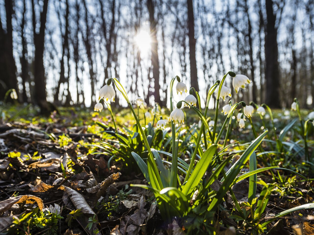 lily of the valley :-)  | © Steiermark Tourismus | pixelmaker.at