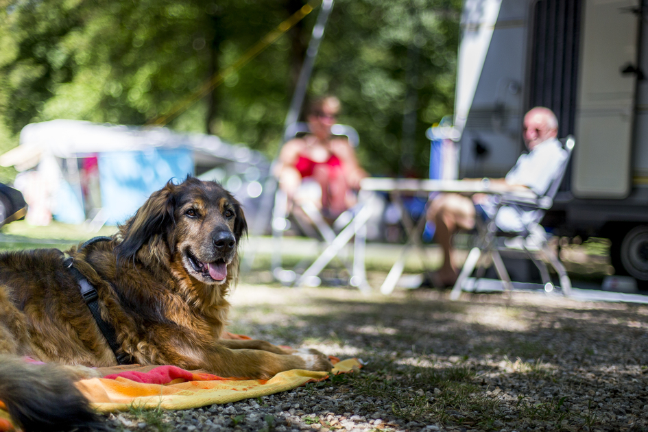 Camping with your dog | © Steiermark Tourismus | Tom Lamm