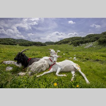 Graziös auf der Sonnschienalm: Ziegen. | © STG | Michael Weberberger