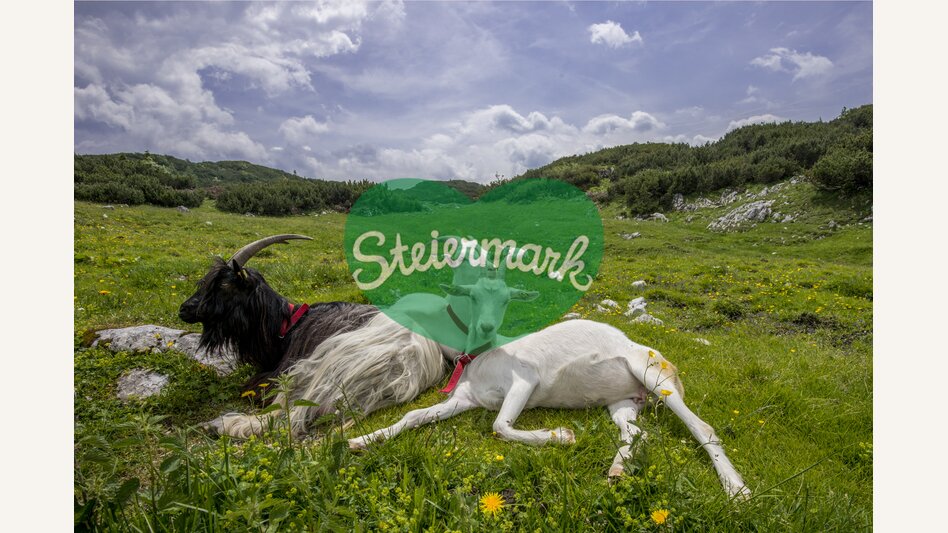 Graziös auf der Sonnschienalm: Ziegen. | © STG | Michael Weberberger