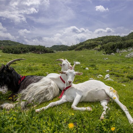 Graziös auf der Sonnschienalm: Ziegen. | © STG | Michael Weberberger