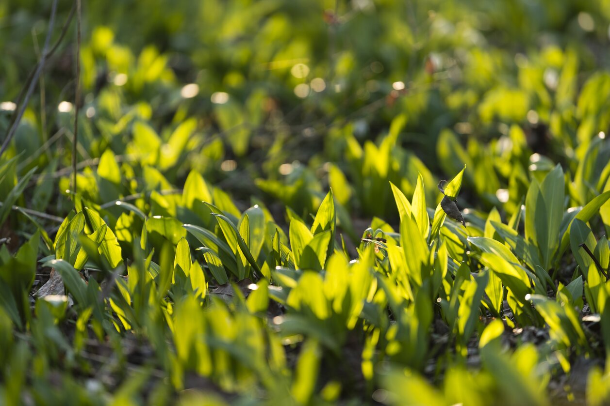 Bärlauch in Hülle und Fülle in den Mur-Auen von Mureck  | © STG | pixelmaker.at