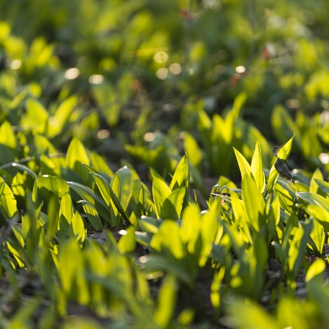 Bärlauch in Hülle und Fülle in den Mur-Auen von Mureck  | © STG | pixelmaker.at