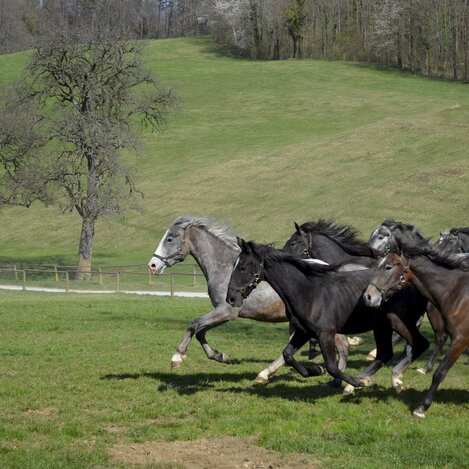 Young Lippizaner at Piber | © Spanische Hofreitschule - Lipizzanergestüt Piber