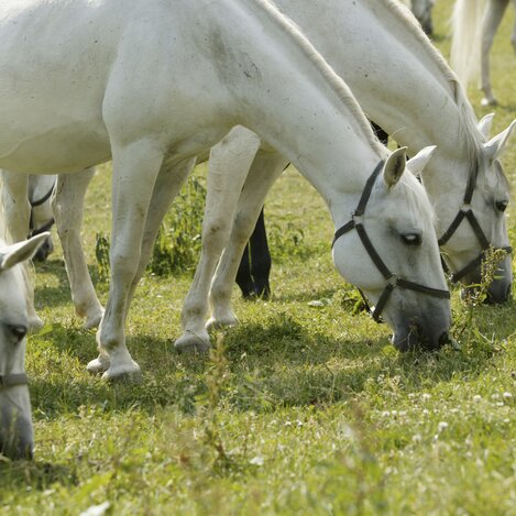 Lippizaner auf Weide  | © Spanische Hofreitschule - Lipizzanergestüt Piber