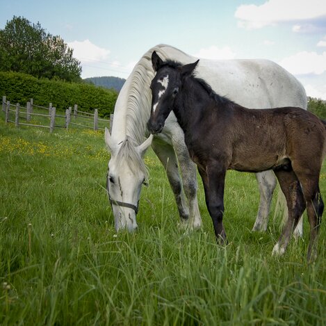 Lipizzaner mit Fohlen  | © Spanische Hofreitschule - Lipizzanergestüt Piber