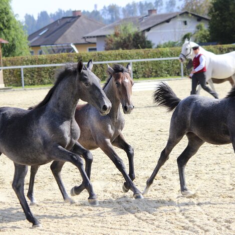 Junge Lipizzaner im Lipizzanergestüt Piber  | © Spanische Hofreitschule - Lipizzanergestüt Piber | Robert Cescutti