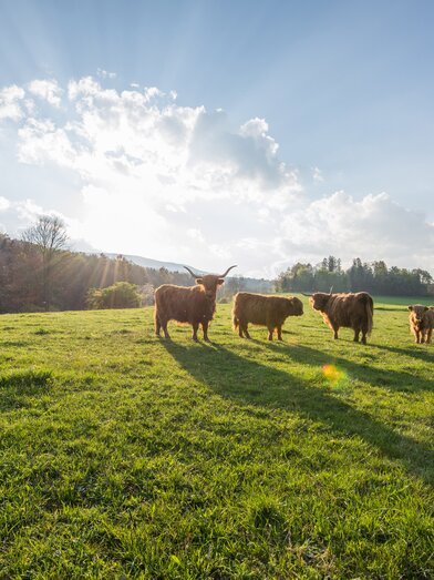 Highland cattle in the Almenland (Eastern Styria) | © Steiermark Tourismus | Helmut Schweighofer