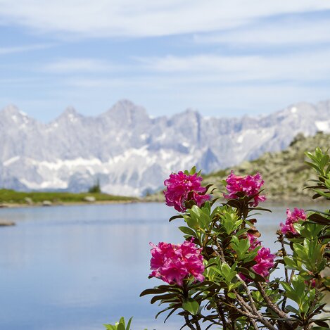 Spiegelsee auf der Reiteralm zur Almrauschblüte mit Blick aufs Dachsteinmassiv | © STG | Andreas Kocher