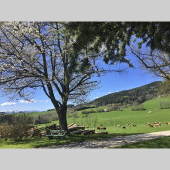 Zehenthof in Semriach: Urlaub am Bauernhof | © STG | Amra Candic