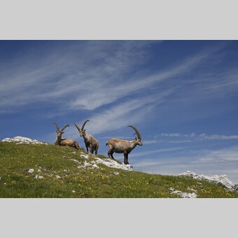 Steinböcke am Gößeck in den Eisenerzer Alpen | © STG | Herbert Raffalt