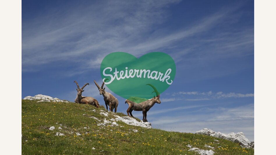 Steinböcke am Gößeck in den Eisenerzer Alpen | © STG | Herbert Raffalt