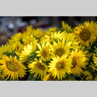 Blumenpracht am Kaiser Josef Markt, Graz | © STG | Tom Lamm
