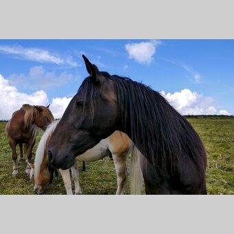 Pferde im Naturpark Mürzer Oberland | © STG | Manfred Polansky