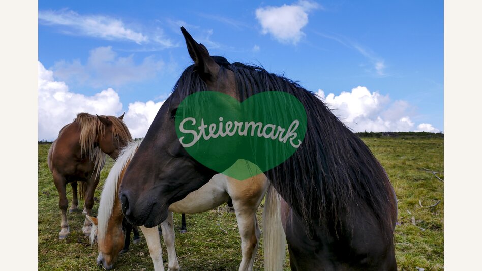 Pferde im Naturpark Mürzer Oberland | © STG | Manfred Polansky