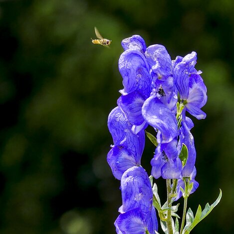 Anflug auf die Blüte | © STG | Manfred Polansky