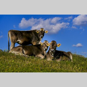 Kuh-Trio im Hochschwab-Gebiet | © STG | Manfred Polansky