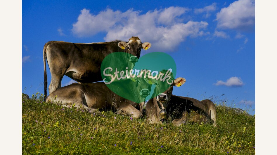 Kuh-Trio im Hochschwab-Gebiet | © STG | Manfred Polansky