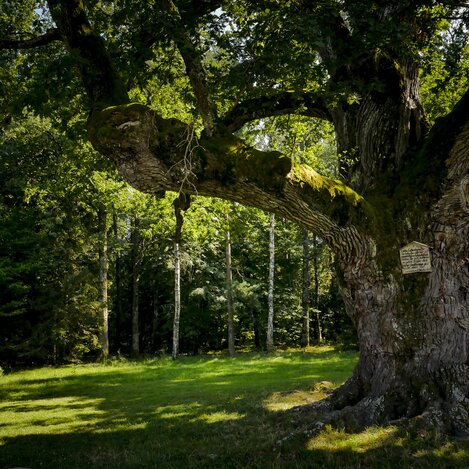 1000-jährige Eiche in Bierbaum bei Bad Blumau (29. Etappe, Nordroute) | © STG | Manfred Polansky