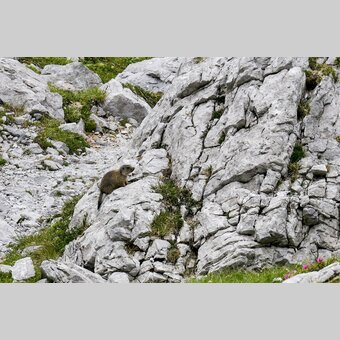 Murmeltier im Hochschwab-Massiv | © STG | Manfred Polansky