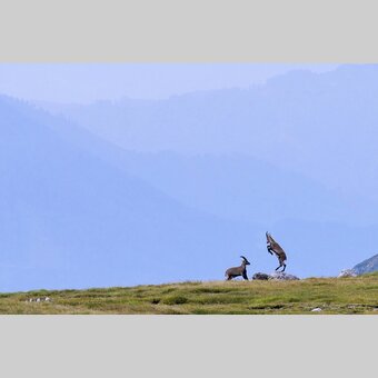 Steinböcke im Hochschwab-Massiv | © STG | Manfred Polansky