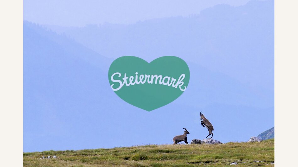 Steinböcke im Hochschwab-Massiv | © STG | Manfred Polansky