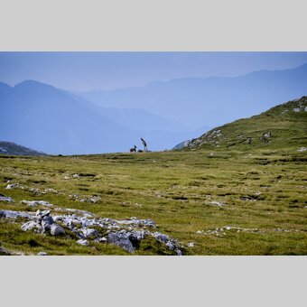 Steinböcke im Hochschwab-Massiv | © STG | Manfred Polansky