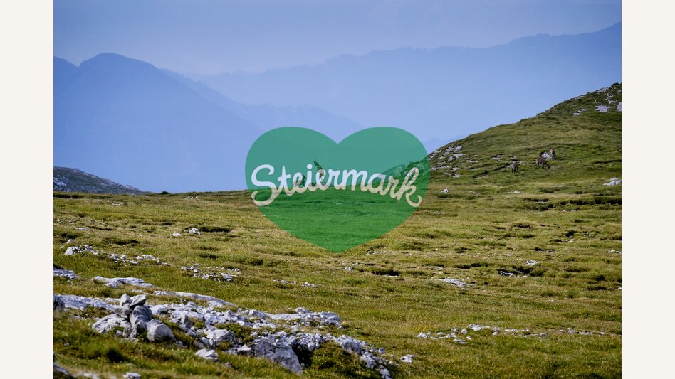Steinböcke im Hochschwab-Massiv | © STG | Manfred Polansky