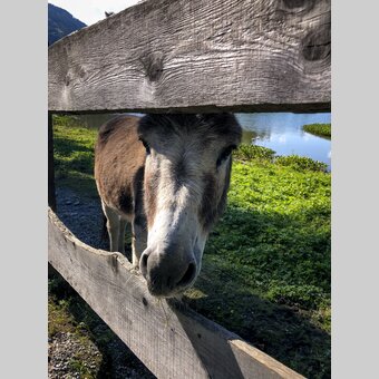 Esel im Naturpark Zirbitzkogel-Grebenzen | © STG | Martina Traisch