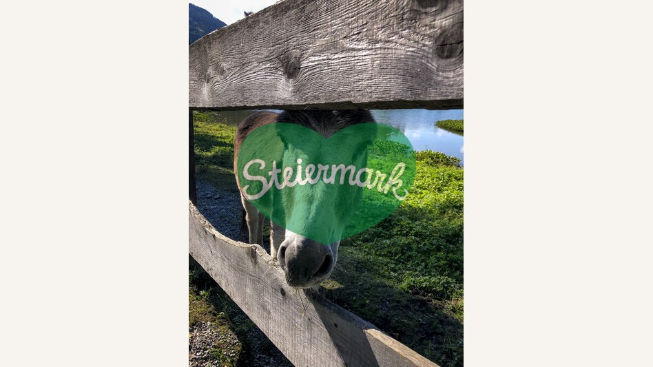 Esel im Naturpark Zirbitzkogel-Grebenzen | © STG | Martina Traisch