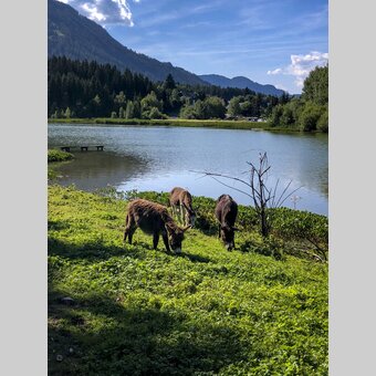 Esel im Naturpark Zirbitzkogel-Grebenzen | © STG | Martina Traisch