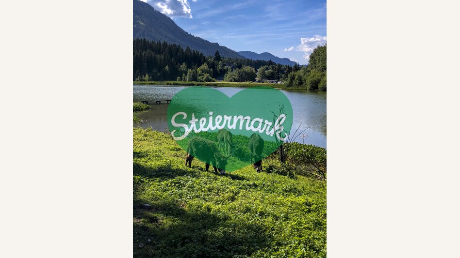 Esel im Naturpark Zirbitzkogel-Grebenzen | © STG | Martina Traisch