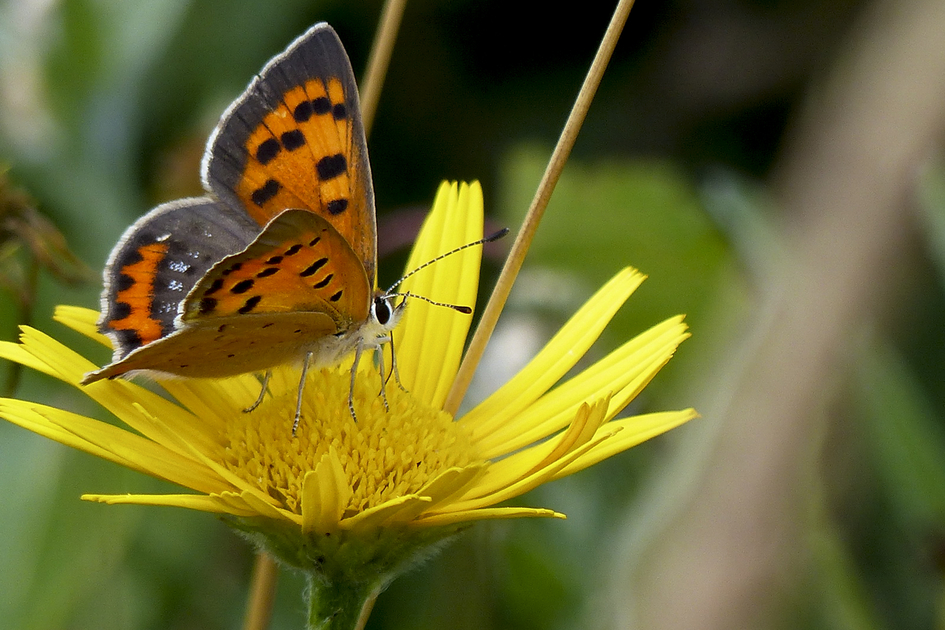 Little Copper | © H. Brunner | K. Gesslbauer