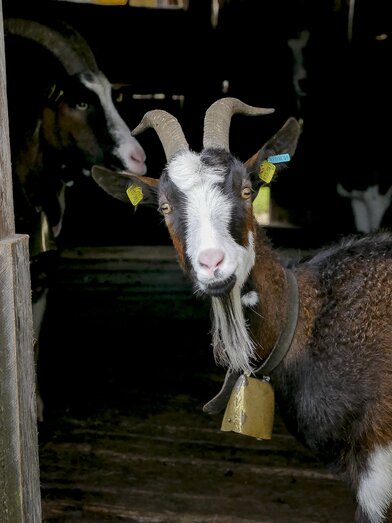 Goat at the Grafenbergalm (stage 2, northern route) | © Steiermark Tourismus | Manfred Polansky