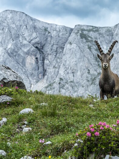 Capricorn at Hochschwab | © Steiermark Tourismus | pixelmaker.at