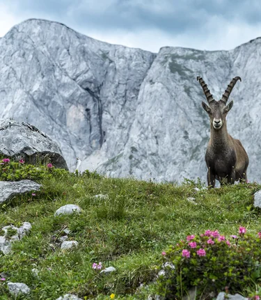 Capricorn at Hochschwab | © Steiermark Tourismus | pixelmaker.at