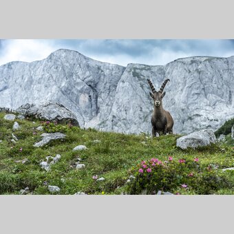 Majestätisch: König Steinbock thront vor dem Hochschwab-Massiv | © STG | pixelmaker.at