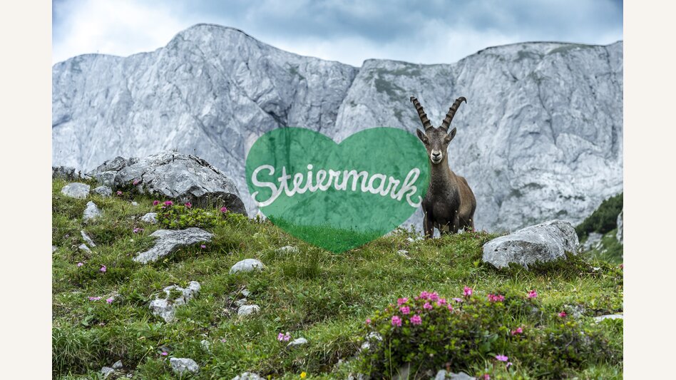 Majestätisch: König Steinbock thront vor dem Hochschwab-Massiv | © STG | pixelmaker.at