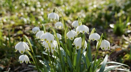 Frühlingsknotenblumen im Mühlwald in St. Ruprecht an der Raab | © Infozentrum Gutenberg-Raabklamm