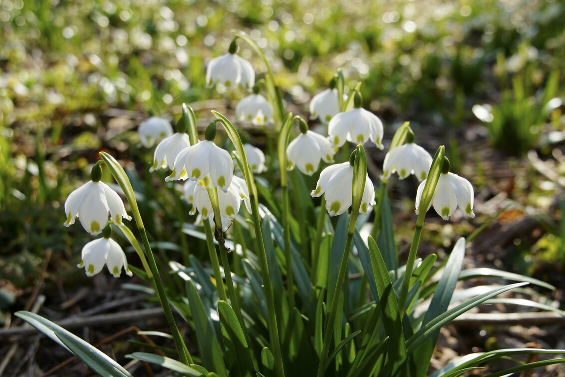Frühlingsknotenblumen im Mühlwald in St. Ruprecht an der Raab | © Infozentrum Gutenberg-Raabklamm