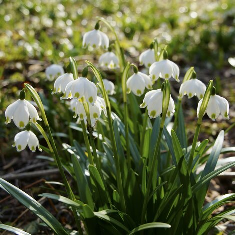 Frühlingsknotenblumen im Mühlwald in St. Ruprecht an der Raab | © Infozentrum Gutenberg-Raabklamm