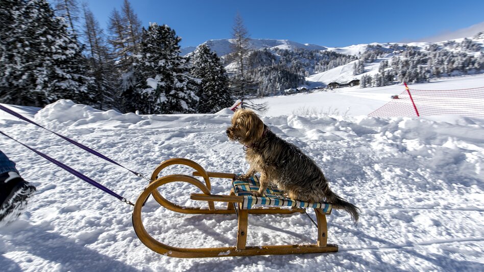 Dog on a  toboggan | © Steiermark Tourismus | Tom Lamm